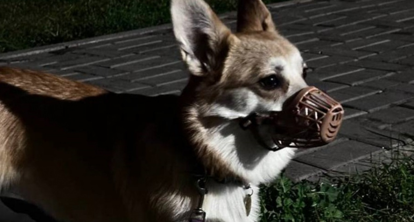 5 запретных фраз, которые нельзя говорить собачникам - пожалеете