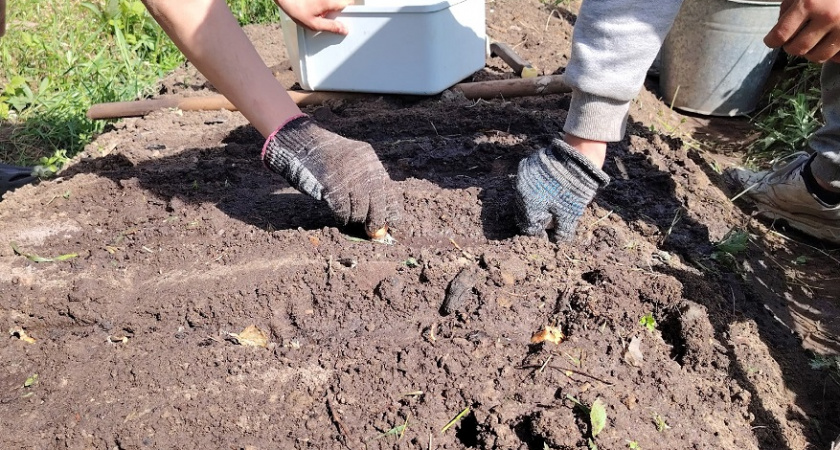 Спасаем почву после томатов: эффективное обеззараживание своими руками - спасет и следующий урожай