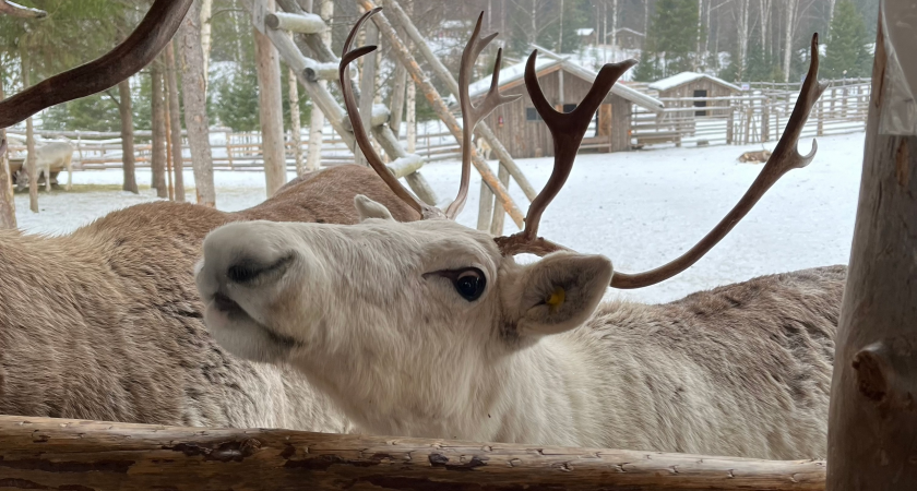 В Коми ветеринары вакцинируют оленей в тундре от смертельно опасной сибирской язвы