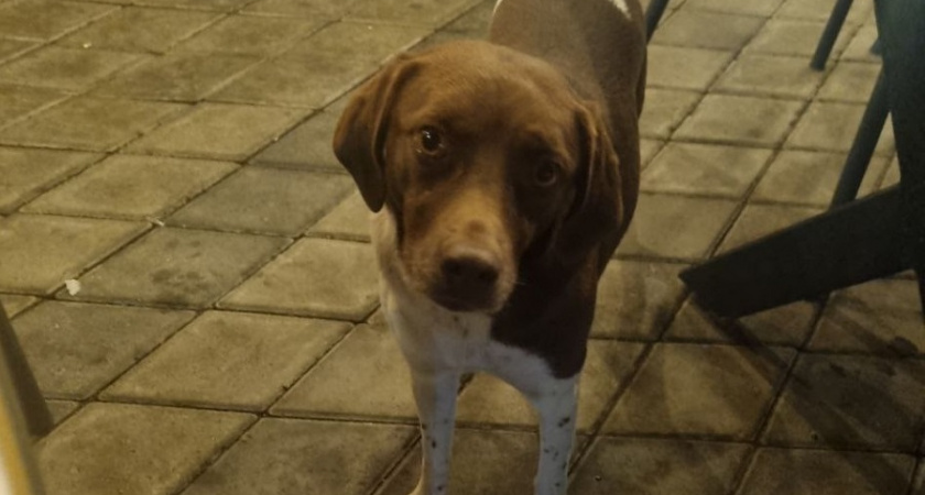 Как разбить сердце собаки: 11 роковых шагов - ни в коем случае так не делайте