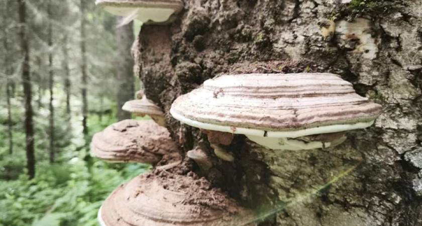 Лесам Коми предсказали спокойное санитарное состояние в первой половине 2026 года