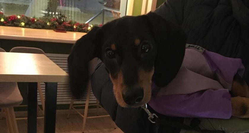 Тишина в квартире – не мечта, а реальность: ТОП-10 пород собак, которые почти не лают