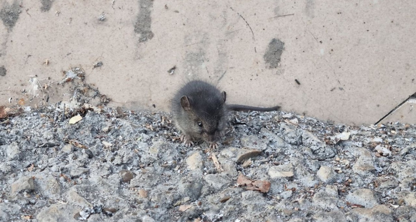 Что любят мыши, а что на дух не переносят: как обезопасить погреб от нашествия грызунов