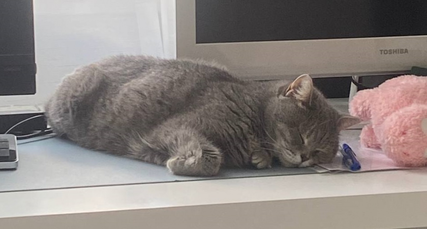 Как сон с кошкой сокращает продолжительность жизни человека: как обезопасить себя - вот что нужно знать