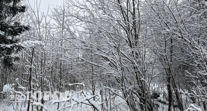 В Коми потеплеет до -2 градусов 10 декабря