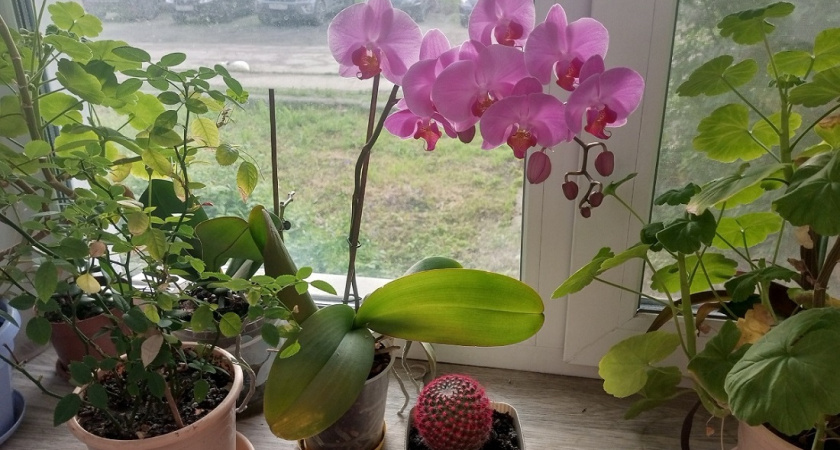 Цветение возвращается, как по волшебству: орхидеи питают тайную слабость к обычному чаю