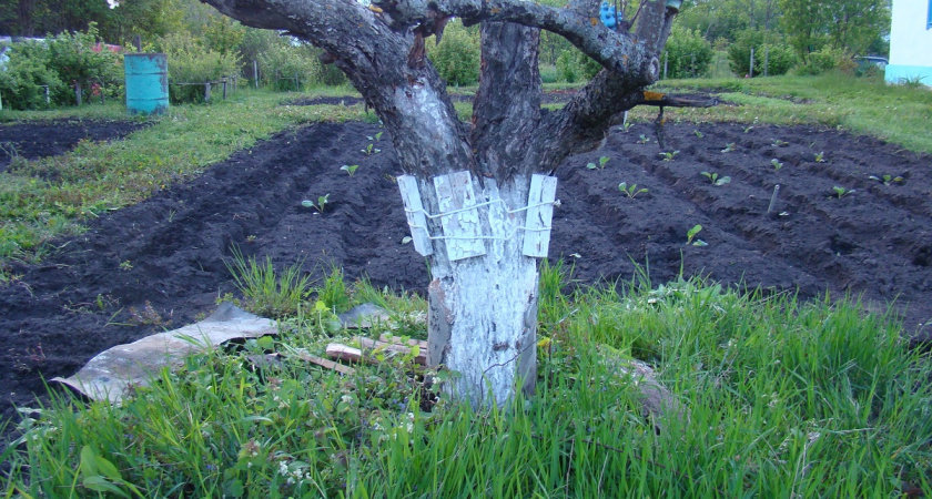Омоложение груши под зиму: как сохранить старое дерево и еще много лет получать богатый урожай