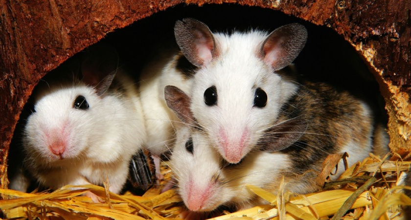 Мыши в панике: две капли — и вся армия грызунов в ужасе бежит прочь. Новый способ защитить участок без яда