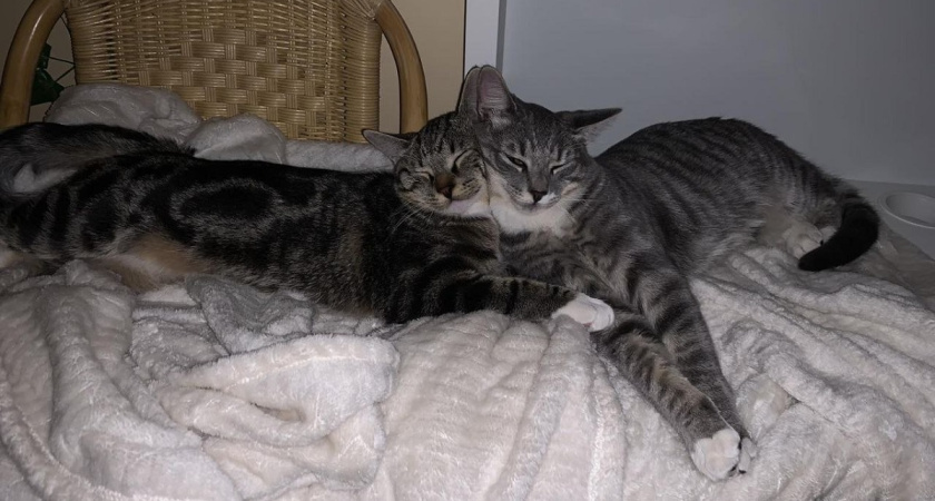 Людям старше 60 лет следует держаться подальше от кошек: ученые дали ответ почему