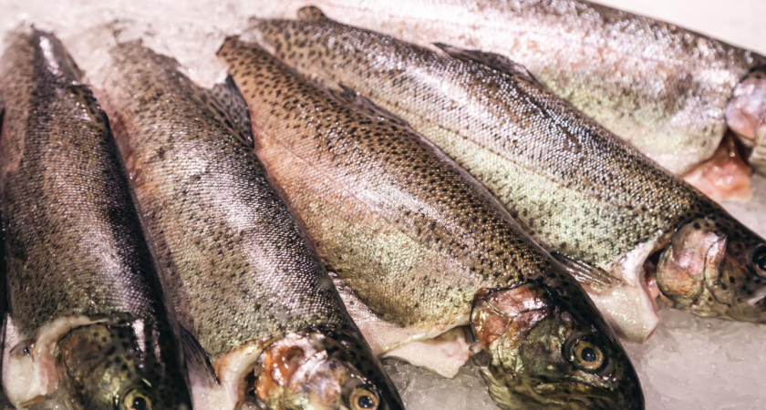 Купил форель в "Светофоре" для засолки икры к Новому году — только дома понял, какая она: личный опыт и честный обзор