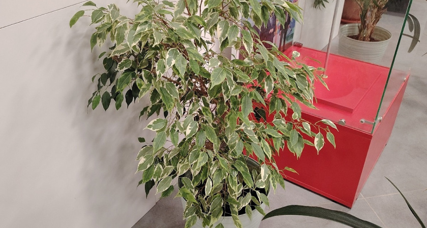 Поливаю фикус этим раствором — и он растёт как на дрожжах: новые листья появляются ежедневно