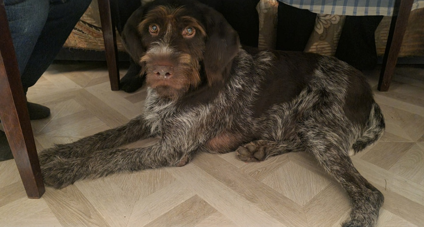 Ваша собака вас не уважает: кинолог объяснил — что означает «уважение» в мире собак