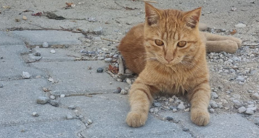 Почему об этом все молчат? Что реально происходит, когда вы начинаете кормить бездомных котов