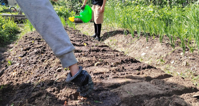 Ученые придумали, как заставить огород удобрять сам себя - почему никто раньше до этого не додумался
