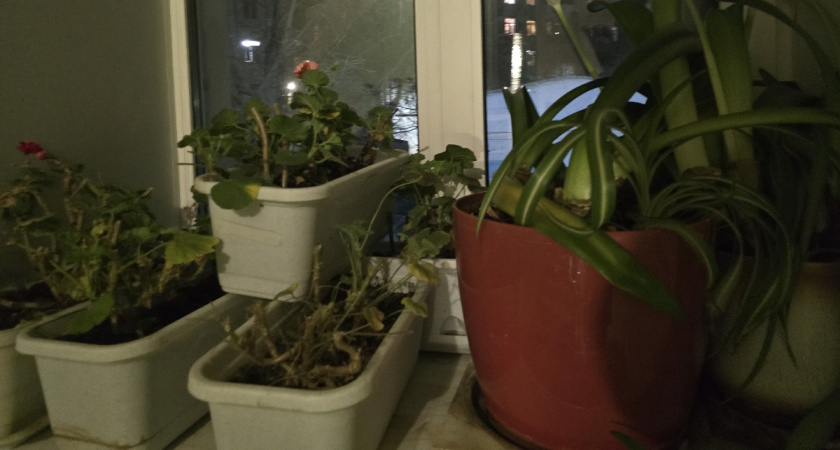 Немедленно уберите их: 5 комнатных растений опасных для домашних животных