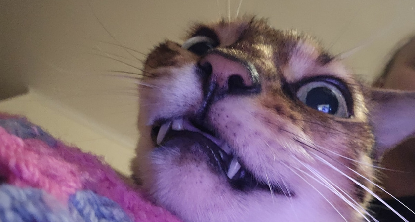 Почему чесать кошке голову очень важно: сначала почешите, прочтете потом