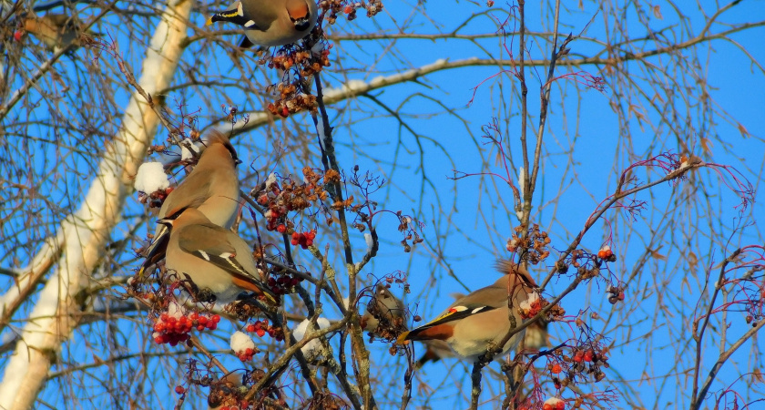 От арктического мороза до умеренного снегопада: холодный фронт накроет Республику Коми 16 декабря
