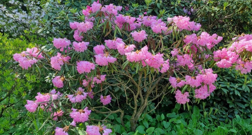 Купите эти семена цветов прямо сейчас, чтобы посеять на рассаду в январе - сад вспыхнет цветом раньше всех