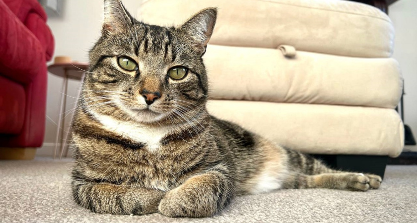 Как продлить жизнь домашнему коту вдвое — бесценные советы от ветеринаров