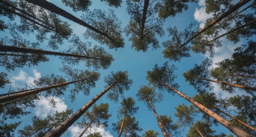 В краю «Корабельной чащи» Пришвина появилась связь МТС