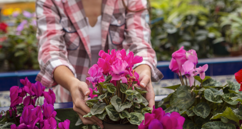 Забудьте о петуниях: этот неприхотливый кустарник усыпан цветами с мая по ноябрь. И листья почти не видны!