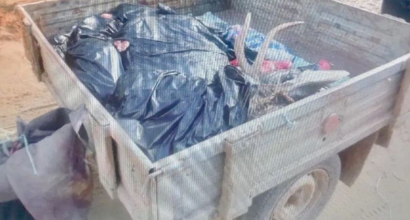 В Коми возбуждено уголовное дело по факту нелегальной охоты на лося