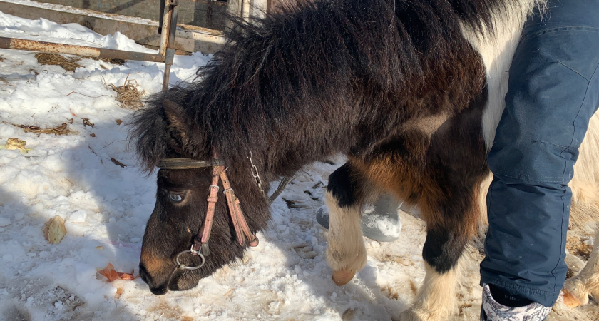 Бесхозные кони в одном из населённых пунктов Коми больше не разгуляются