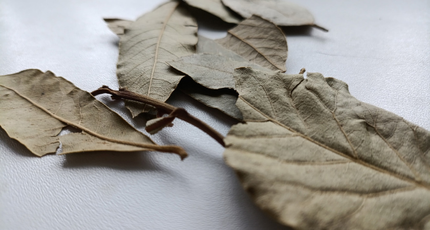 Держите лавровый лист в спальне — и спите спокойно: вот на что это влияет — сразу заметите эффект