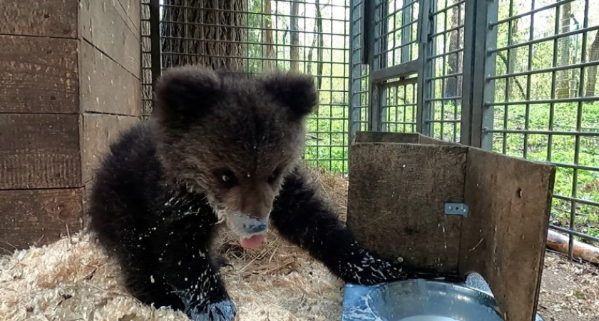 Медвежонок-сирота Кира из Коми проведет зиму в Тверском центре спасения