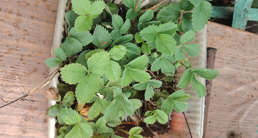 Подготовьте основу урожая: 3 обязательные процедуры для клубники в апреле 2026 года