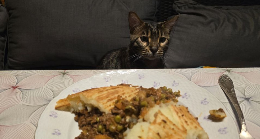 Чем можно угощать кошку со стола: безопасные продукты без риска для кошачьего здоровья