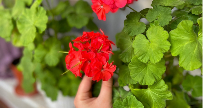 Крошку в горшок в августе — и герань как подменили: листва не желтеет, а бутоны лезут даже на молодых черенках