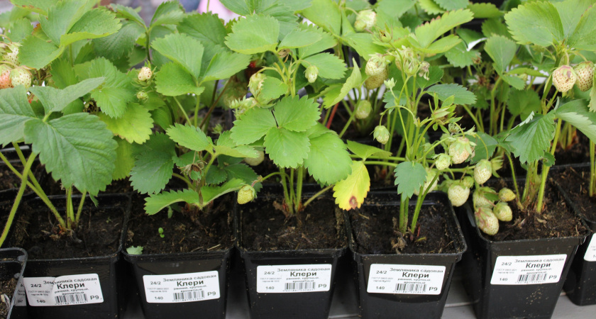 Что посеять в декабре? Обязательно посадите эти культуры в декабре на рассаду, чтобы получить ранний урожай