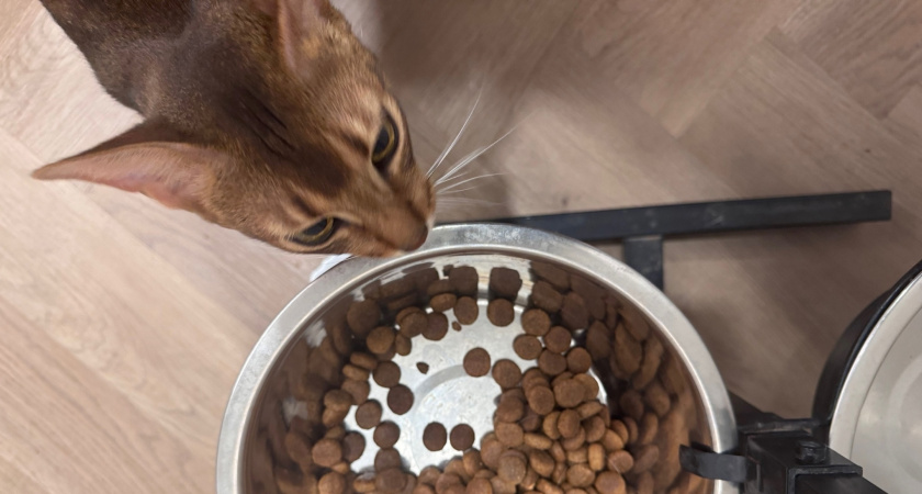 Эксперты Роскачества назвали лучший корм для кошек: не бьет по кошельку — берите сразу по 10 пачек