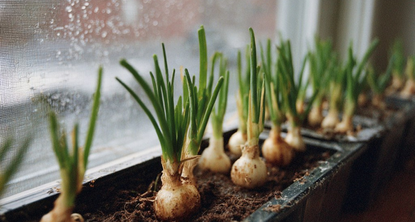 Получаю зеленый лук за 6 дней дома: 2 способа вырастить зелень без химии - сочные перья лезут всю зиму без остановки