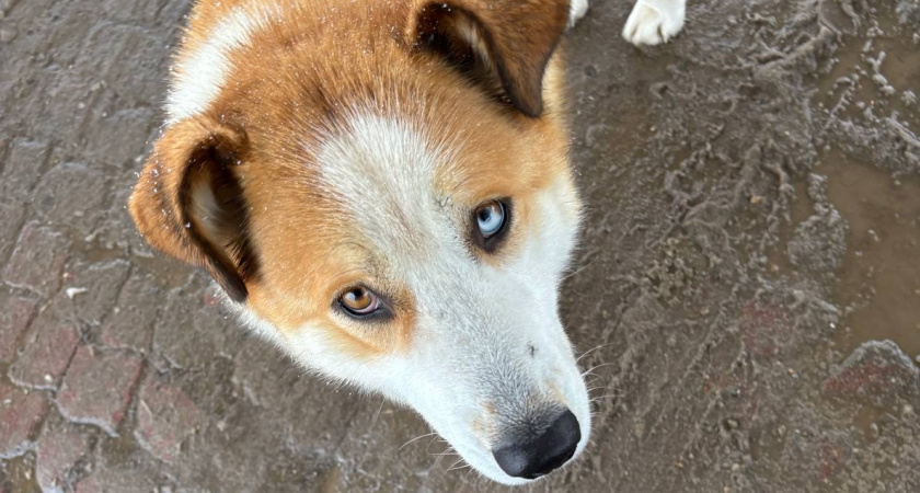 Какие породы собак не стоит заводить в первый раз: список от профессионального кинолога