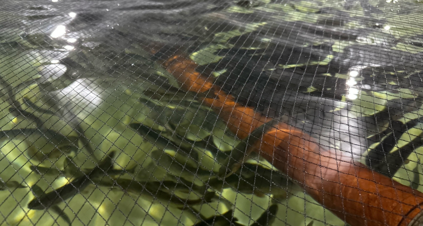 Фермер из Коми вырастит 3,5 тонны форели благодаря гранту