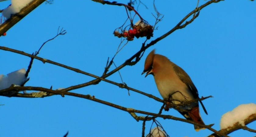 Новогодний сюрприз от погоды: прогноз для Коми на 1 января