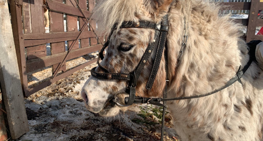 Коми занимает второе место в СЗФО по поголовью лошадей