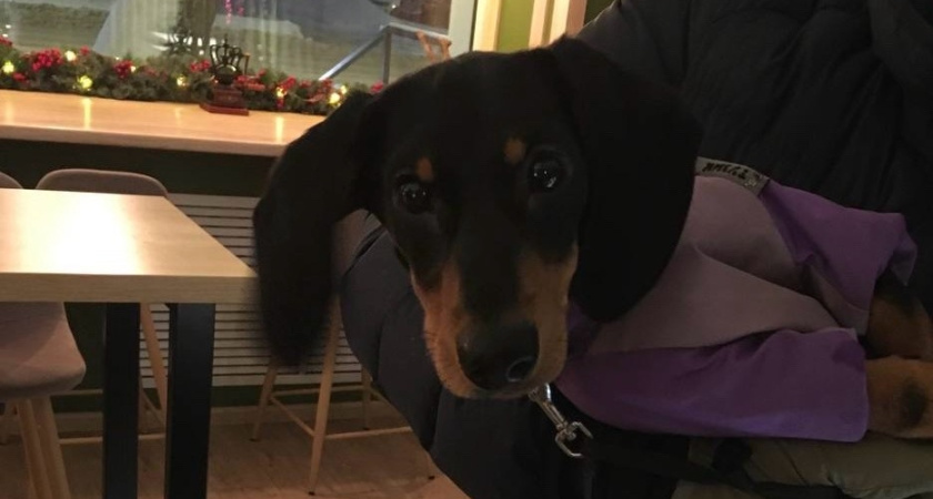 «Устроили ад для питомца»: 5 грубейших ошибок хозяев в новогодние праздники и как их избежать