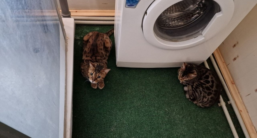 Кидаю фольгу в стиральную машинку, теперь все вещи сияют даже без порошка - жаль, что раньше не знала