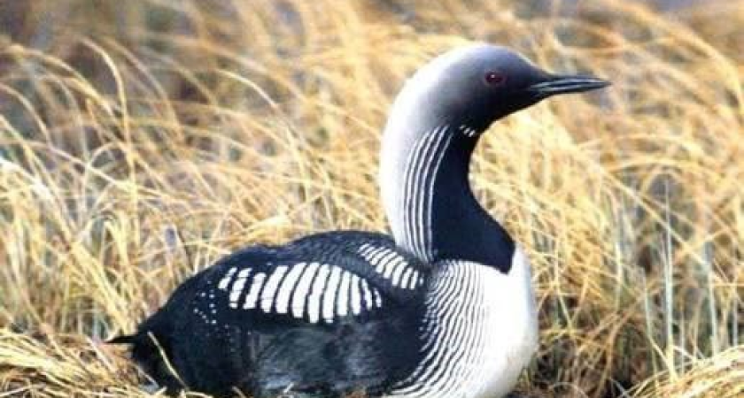 Редкую гагару из Коми спасли и отправили на лечение в Киров