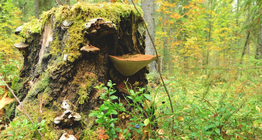 В Коми в 2025 году прививку от бешенства сделали медведю, еноту и обезьянам