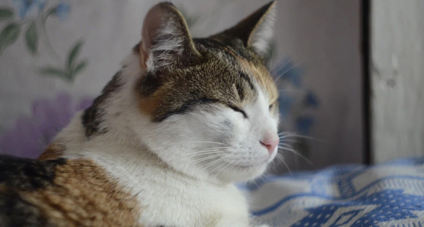 Благодарны ли уличные коты за то, что их забрали домой. Запомните раз и на всю жизнь