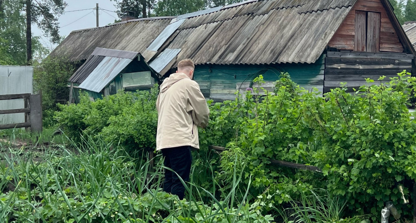 Полено для малины: мои кусты не разрастаются по участку, а урожай собираю ведрами