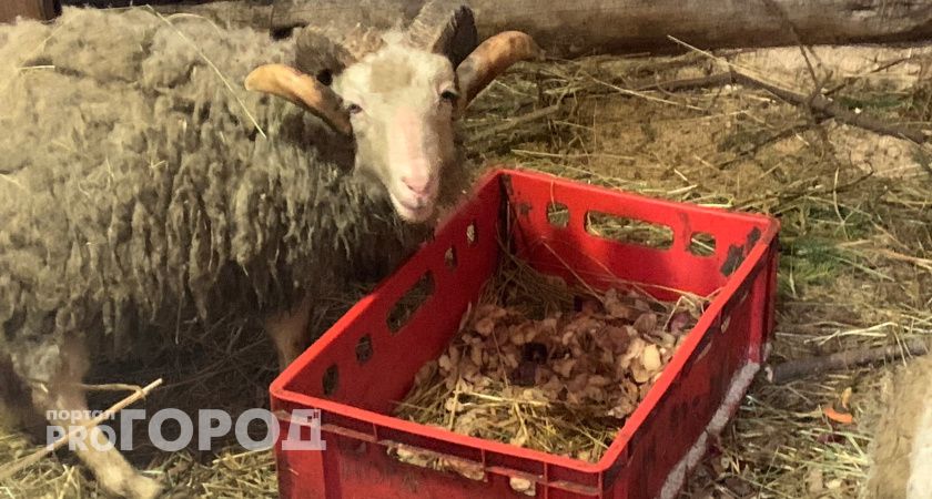 В Коми из-за границы за год ввезли более 60 тонн овечьей шерсти 