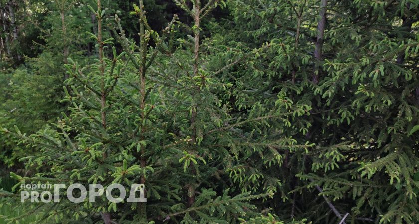 В Коми за период новогодних каникул не выявили незаконных рубок новогодних елей 