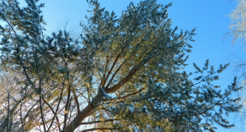 В Коми вновь вернутся 30-градусные морозы 