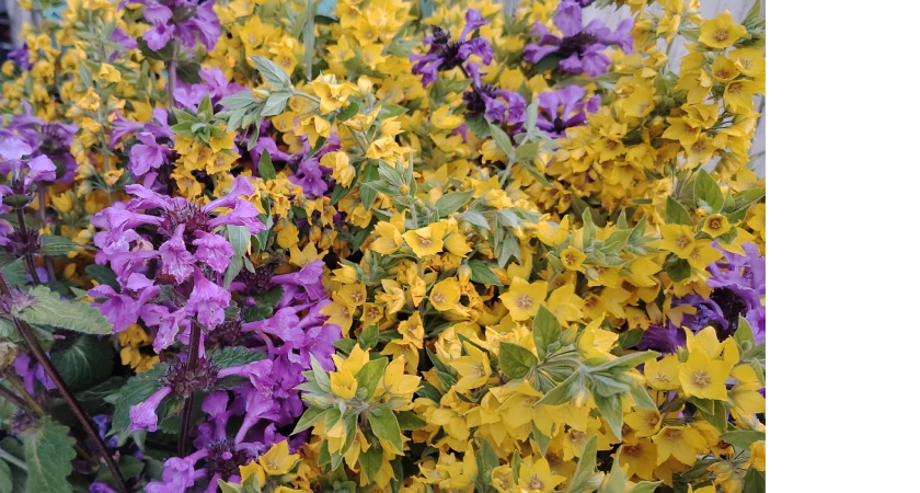 Посейте на рассаду в январе: 5 однолетников будут украшать дачу пышным цветением весь сезон - соседи лопнут от зависти