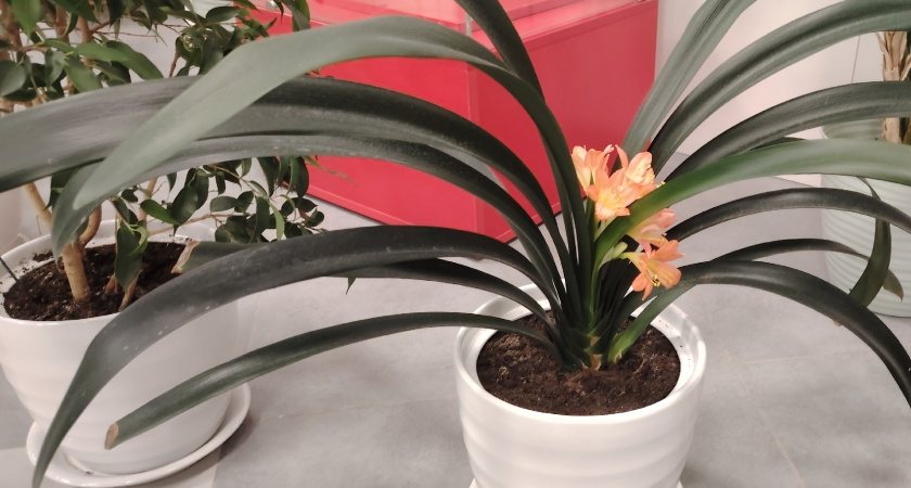 Оживит даже сухую палку: эта натуральная подкормка заставит пышно цвести все домашние цветы